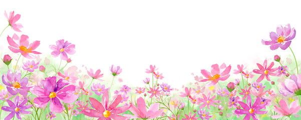 Obraz na płótnie Canvas コスモスが咲き乱れる美しい野原。水彩イラスト。