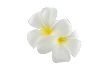 Fototapeta na wymiar frangipani flowers on white background with clipping path.