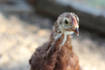 chickens in coop