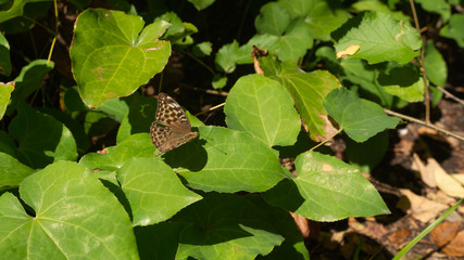 Brown Buterfly sitting on a leaf in Germany during a sunny summer day, Macro closeup