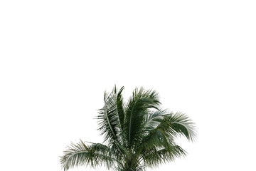 palm tree isolated on white