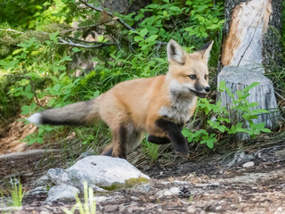 Red fox kit (Vulpes vulpes), about two months old near its den at Leigh Lake, Grand Teton National Park, Wyoming