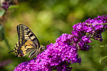 A sideways portrait of a butterfly called the queen page or its scientific name papilio machaon sitting on a purple flowered branch of a butterfly bush.