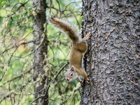 An adult American red squirrel (Tamiasciurus hudsonicus), Leigh Lake, Grand Teton National Park, Wyoming