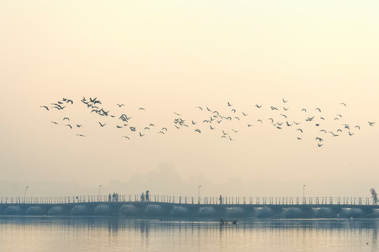Flock of Cormorants over the Ganges river at sunrise, Allahabad Kumbh Mela, Allahabad, Uttar Pradesh