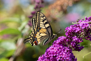 A close up macro portrait of a papilio machaon butterfly, also known as the queen page. It is sitting on a branch with purple flowers of the butterfly bush.