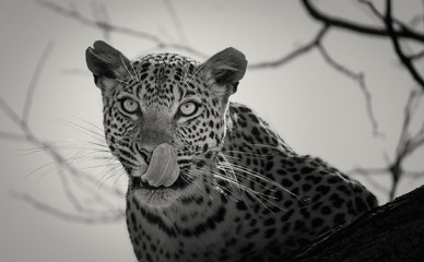 Onça Pintada  © Marcos Onofre