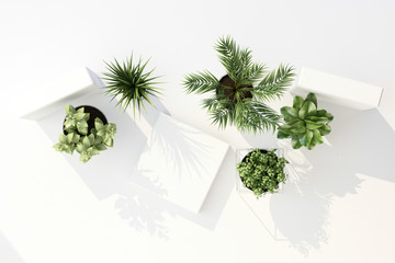 3D render top view of tropical plants isolated on white background.