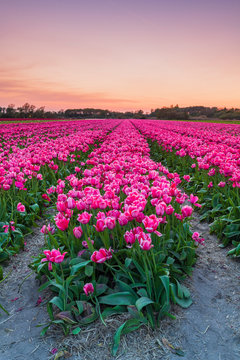 Tulip fields around Lisse, South Holland, The Netherlands