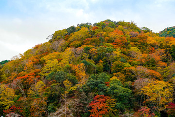 Colorful mountains range in autumn season with red, green,orange, and golden foliage, forest vivid trees hill against blue clouds sky background in Japan
