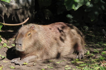 Capybara