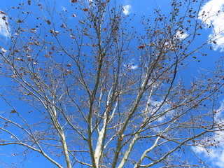 branches of tree against blue sky