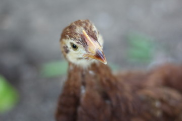 chickens in coop