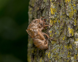 Closeup of Cicada exoskeleton, shell, or body skin hanging on tree bark