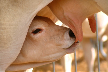 Young calf suckled by the udders of the cow © Luigi Bertello Photo