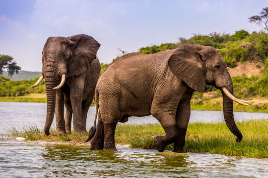 Elephants In Queen Elizabeth National Park, Uganda