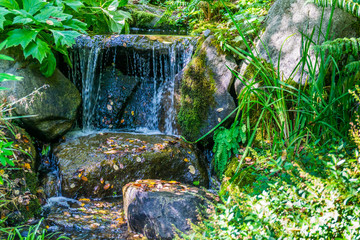 Waterfal And Plants 2