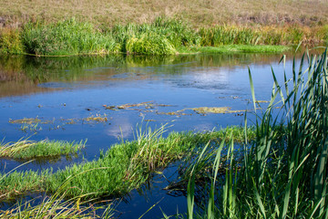 View of the river with reeds along the banks. Green reeds and blue water in the river. Riverbank on a sunny day in summer.