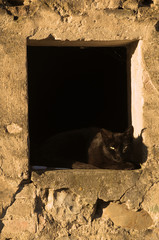 Cat resting in open window, village in rural Tuscany