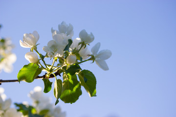 white flowers in spring
