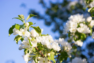 white flowers in spring