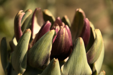 Cynara cardunculus; artichokes ripening in Tuscan kitchen garden