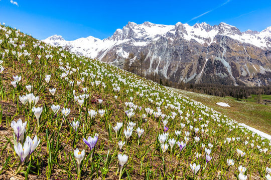 Flowering of Crocus nivea in Val Fex (Fex Valley), Engadine, Canton of Grisons (Graubunden)