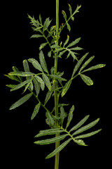 Sprig of marigold with green leafs (lat. Tagetes),  isolated on black background