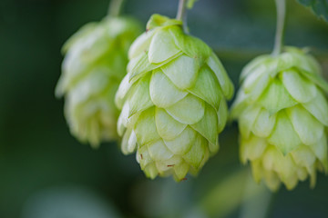 Hopfen gr&uuml;n Detail Dolde Bier brauen
