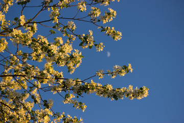 white flowers in spring