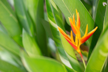 flower name bird of paadise in the garden