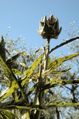 Cynara cardunculus; artichokes ripening in Tuscan kitchen garden
