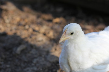 chickens in coop