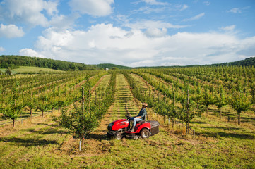 A mature farmer driving mini tractor outdoors in orchard.