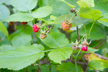 Uncultivated wild raspberries