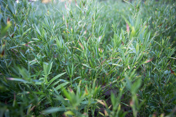 Grassland, small trees, green natural background,Blured