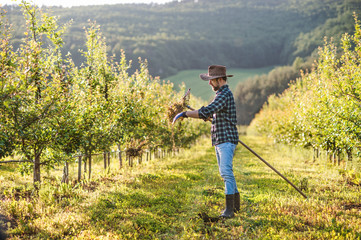 Fototapeta premium A mature farmer working in orchard at sunset. Copy space.