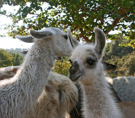 Obraz premium famille lama