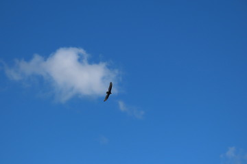 seagull flying in the blue sky