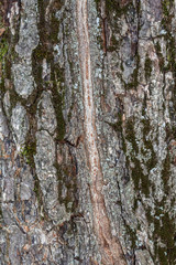 Closeup Tree Bark Texture For Background or Overlay