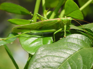 disguise master - grasshopper