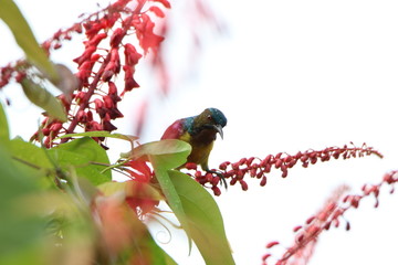 Bird on red flower