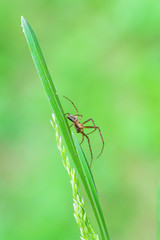 Spider on a blade of grass on a light green blurred background, close-up, selective focus