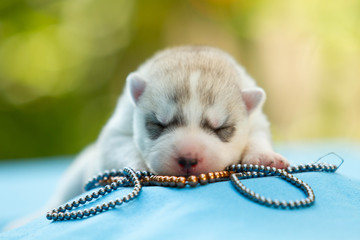 Newborn of siberian husky puppy sleeping
