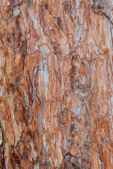 Obraz premium Closeup Reddish Tree Bark Texture For Background or Overlay