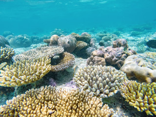 Beautiful corals under water in the red sea in egypt