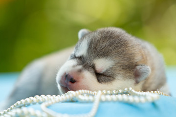 Newborn of siberian husky puppy sleeping