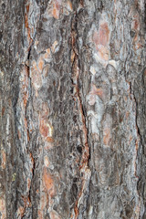 Closeup Tree Bark Texture For Background or Overlay