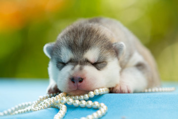 Newborn of siberian husky puppy sleeping