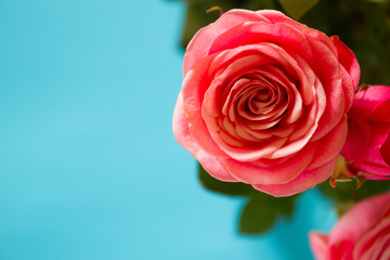 Fototapeta premium Pink roses in natural light